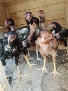 aseel mianwali / aseel pair /pure aseel hen/ miawali pathy/chicks