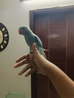 BLUE RINGNECK PARROT VERY FRIENDLY