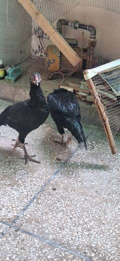 Aseel Mianwali chicken Male Female for sale