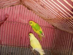 pair parrot yellow and green with out cage Australian parrat 0