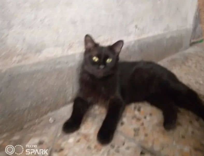 black Persian cat 4