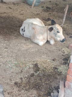 cow sale 0