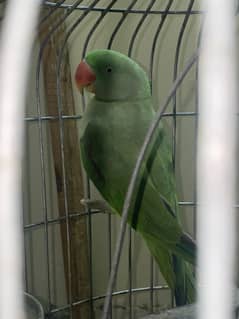 Raw breeder female parrot 0