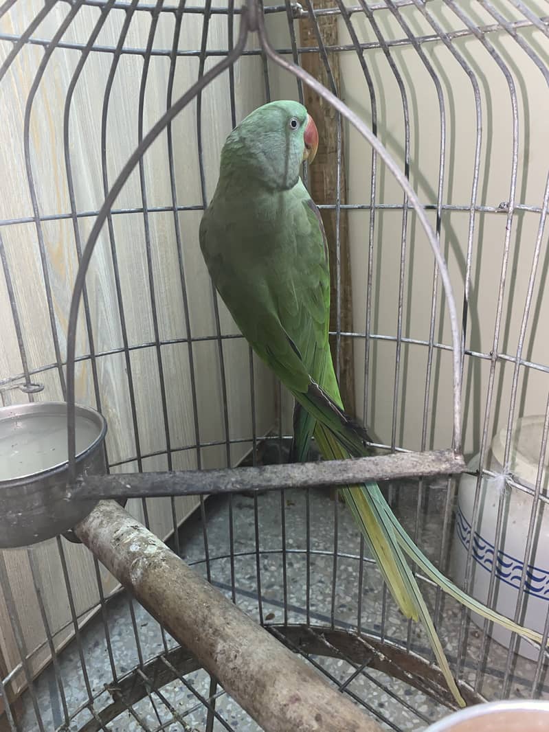 Raw breeder female parrot 1