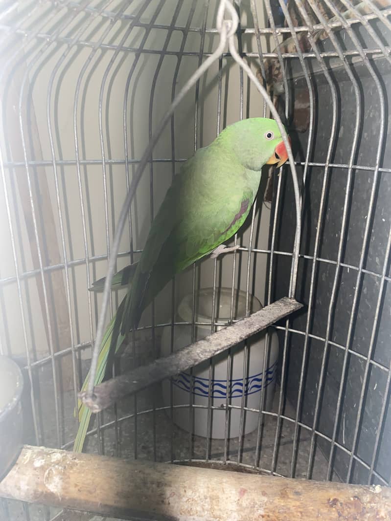 Raw breeder female parrot 2