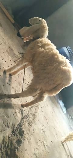 kajla sheep female four month