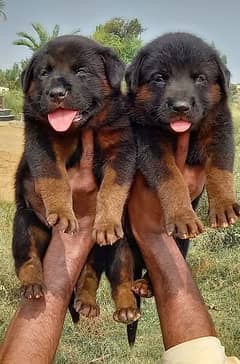 German shepherd dubal cout pair 55 Day for sale