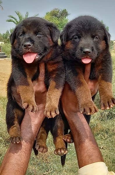 German shepherd dubal cout pair 55 Day for sale 0