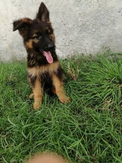 GSD Female puppy for sale 0