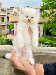 Persian cat for sale 2 my WhatsApp number 03 47 59 40 62 9