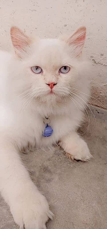 Persian Cat 2