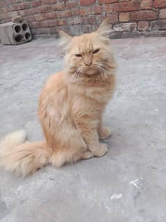 pure Persian cat triple coat