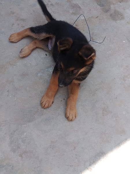 German shepherd dog for sale 0321/720/1763 1