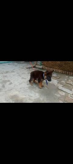 German Shepherd puppy female available