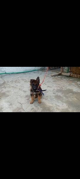 German Shepherd puppy female available 1