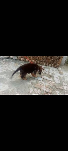 German Shepherd puppy female available 2