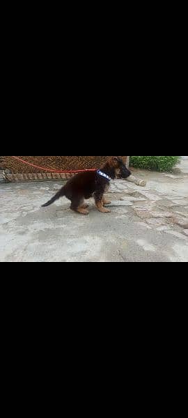 German Shepherd puppy female available 3