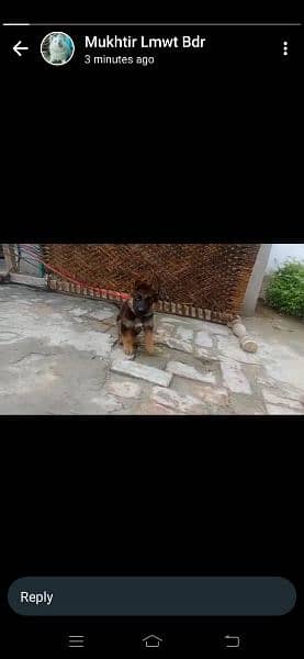 German Shepherd puppy female available 4