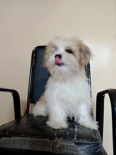 Shih zhu Available for sale