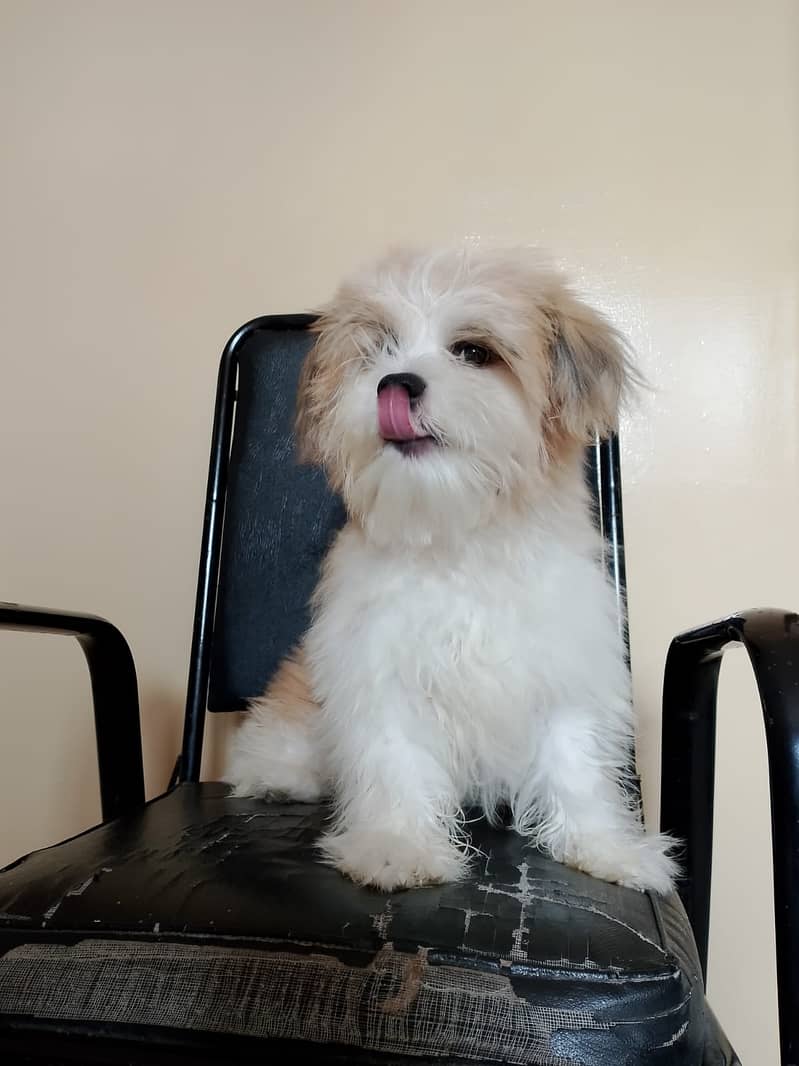 Shih zhu Available for sale 0