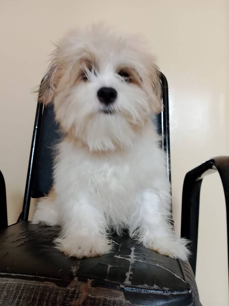 Shih zhu Available for sale 1