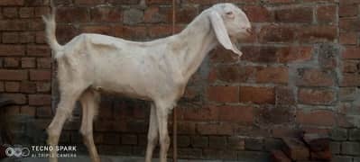 rajanpuri+makhichenabakra+kamori bakri with male baby sall. 03107286943