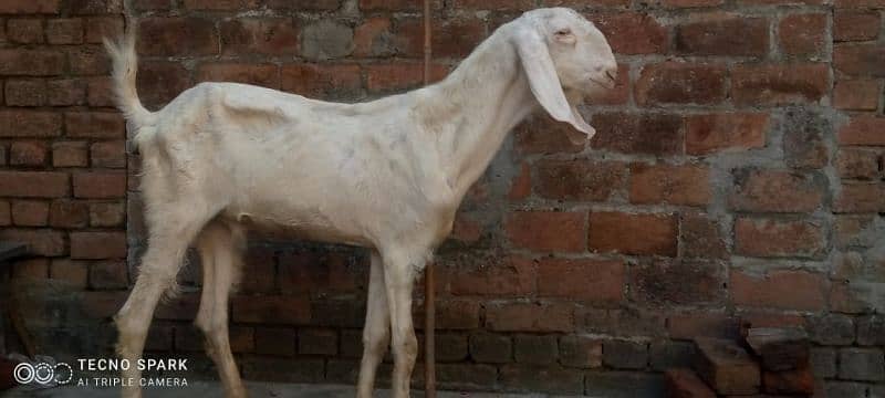 rajanpuri+makhichenabakra+kamori bakri with male baby sall. 03107286943 0