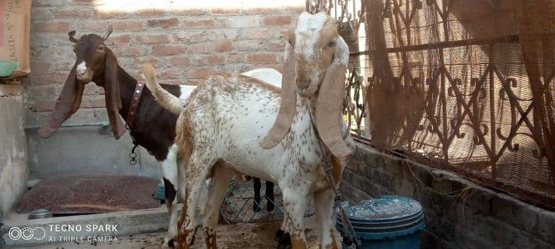 rajanpuri+makhichenabakra+kamori bakri with male baby sall. 03107286943 2