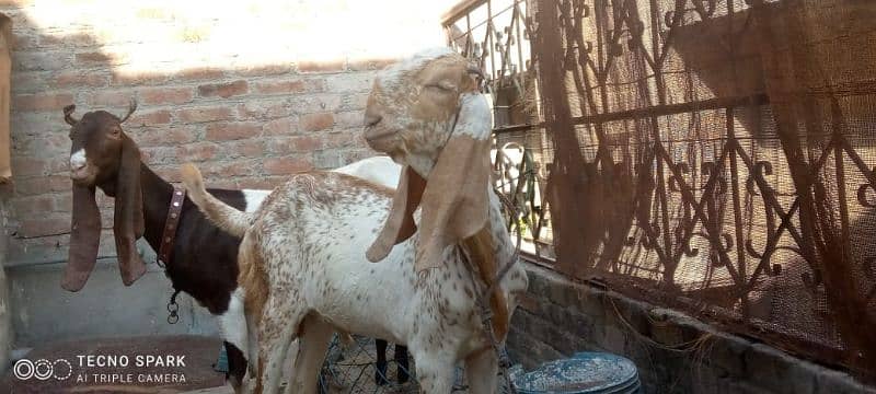 rajanpuri+makhichenabakra+kamori bakri with male baby sall. 03107286943 3