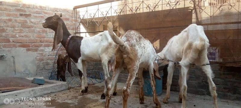 rajanpuri+makhichenabakra+kamori bakri with male baby sall. 03107286943 4