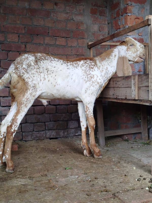 rajanpuri+makhichenabakra+kamori bakri with male baby sall. 03107286943 5