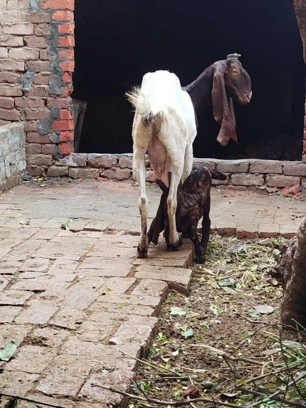 rajanpuri+makhichenabakra+kamori bakri with male baby sall. 03107286943 6