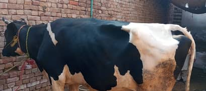 cow forsale