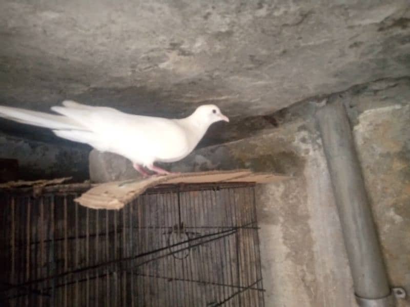 China Dove, Khumray, 3