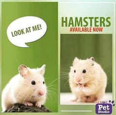 hamsters