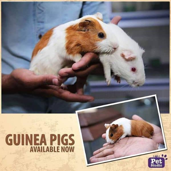 Guinea pig 0