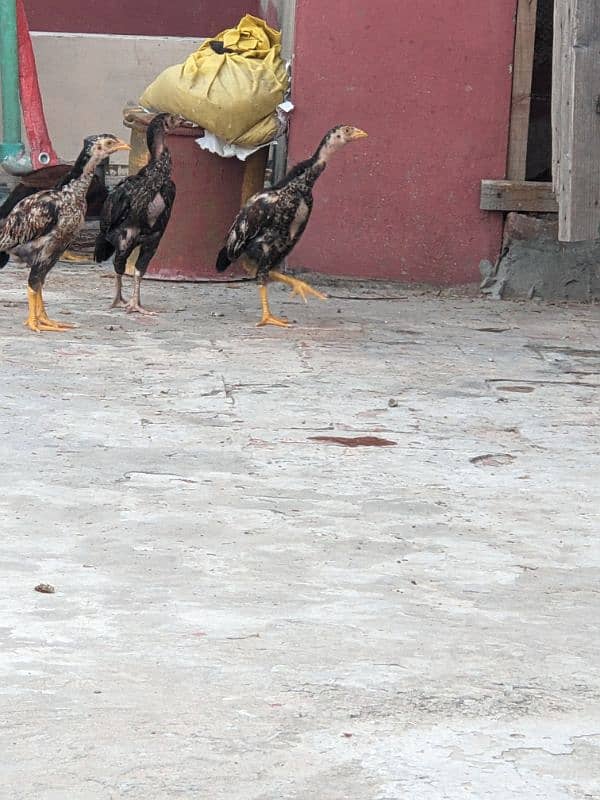 Aseel Chicks for sale Best quality 2