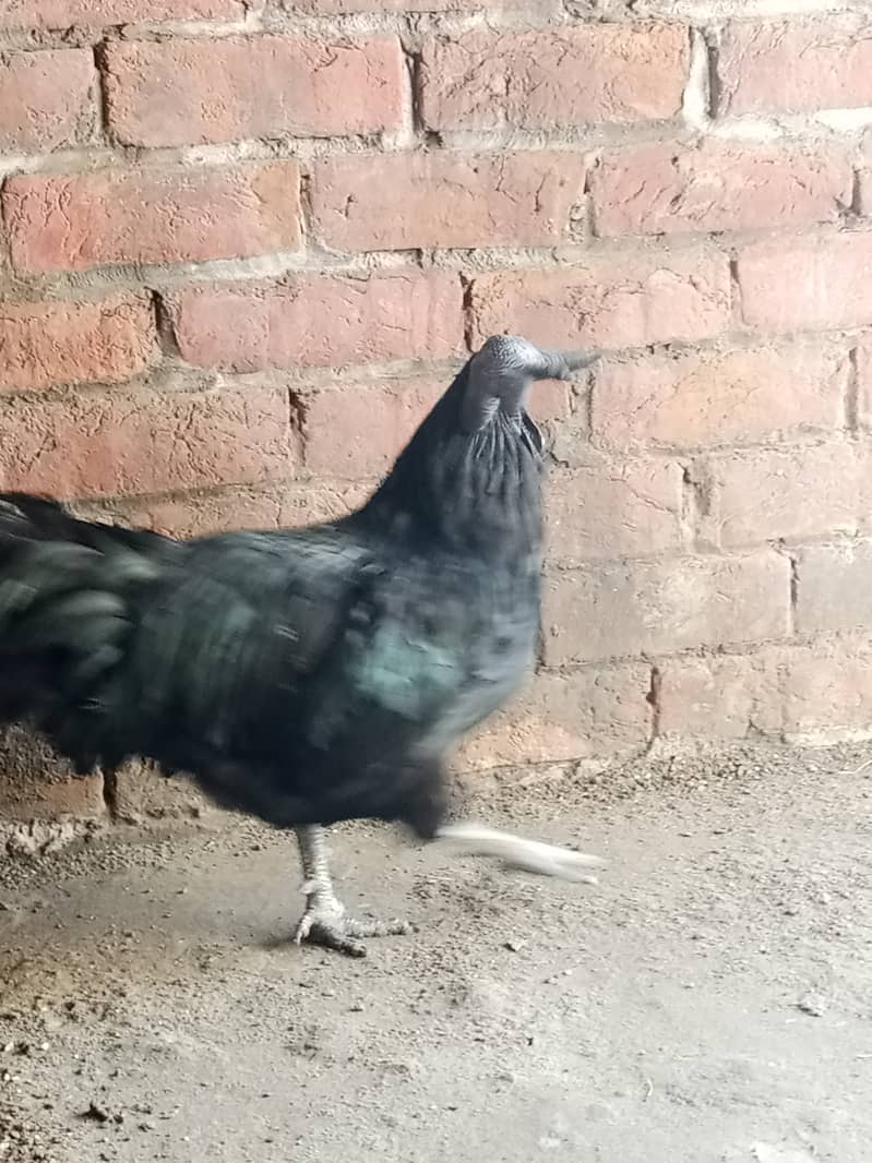 Ayame cemani gray tongue breeder male 4