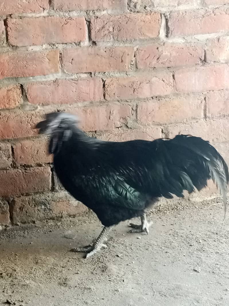 Ayame cemani gray tongue breeder male 5