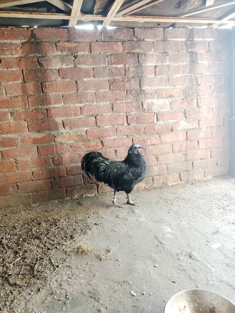 Ayame cemani gray tongue breeder male 6