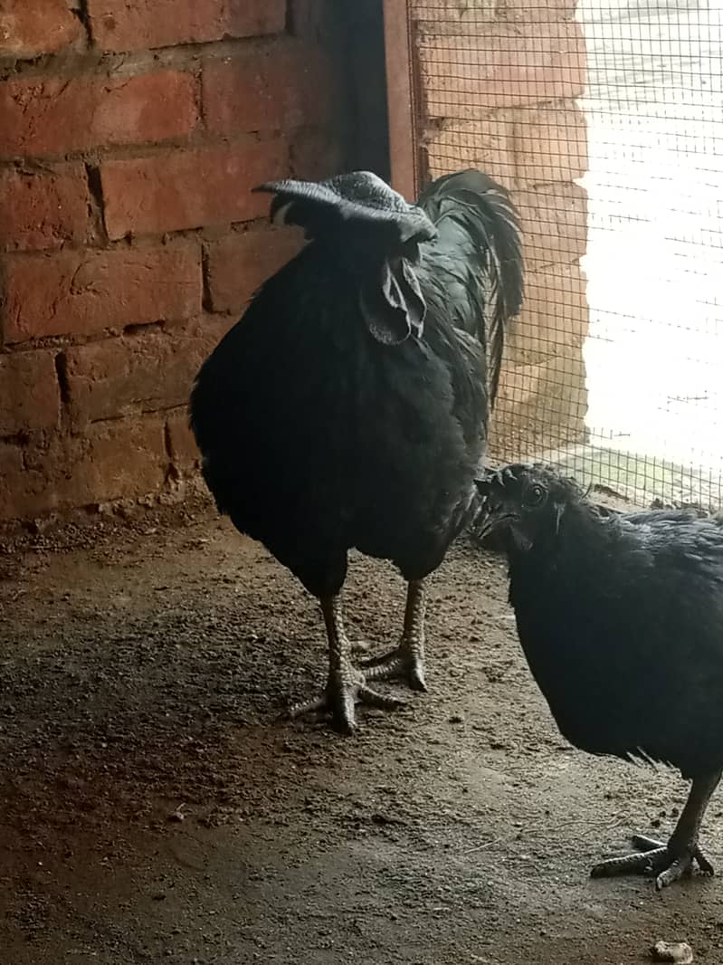 Ayame cemani gray tongue breeder male 7