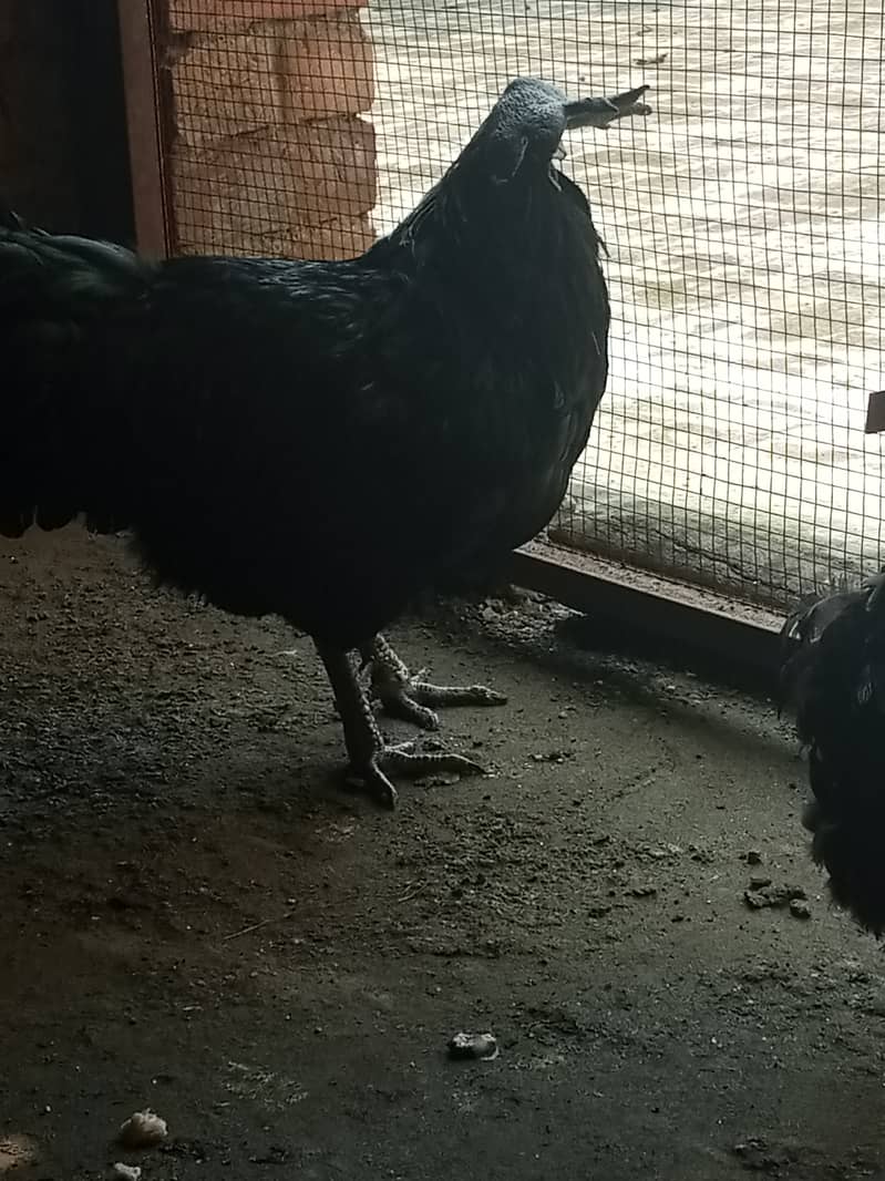 Ayame cemani gray tongue breeder male 8