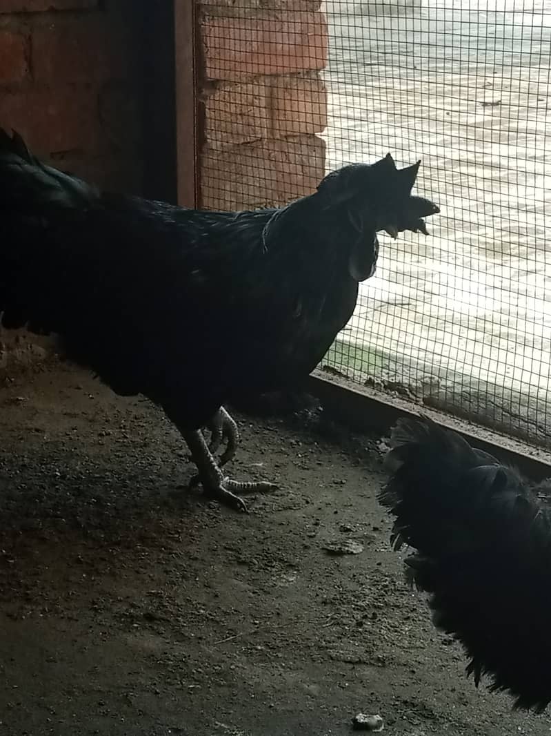 Ayame cemani gray tongue breeder male 9