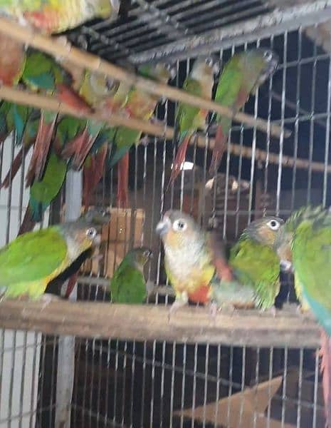 conure 1