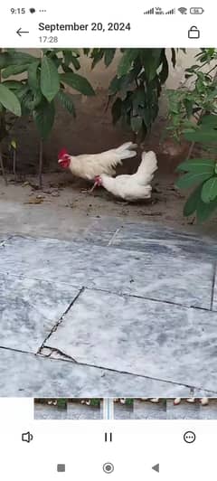 Fancy hen white colour 0