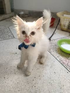 persian pure Persian male white colour healthy and active