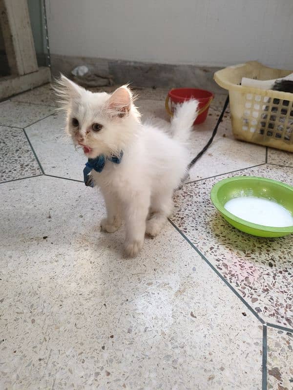 persian pure Persian male white colour healthy and active 1