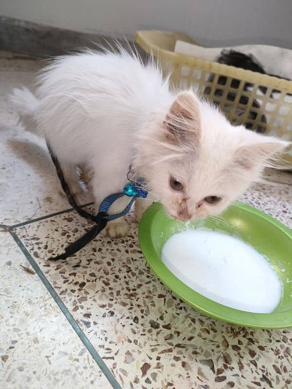 persian pure Persian male white colour healthy and active 2