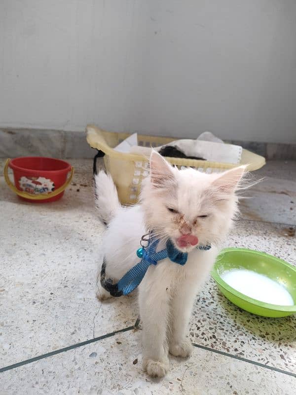 persian pure Persian male white colour healthy and active 3