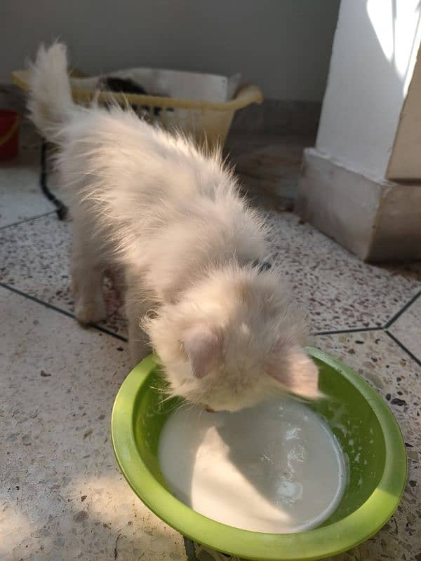 persian pure Persian male white colour healthy and active 4